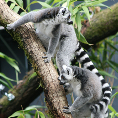 Over de voortplanting