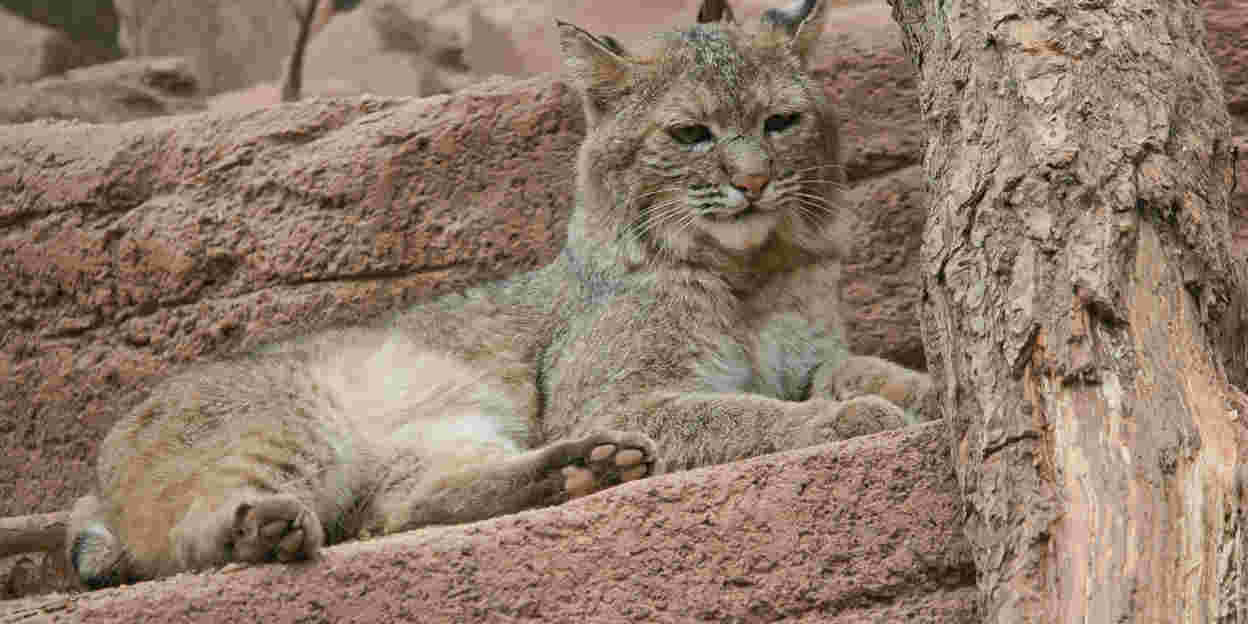 Kittens bij de rode lynxen?
