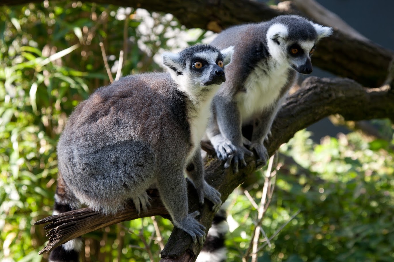 Claudia verzorgt ringstaartmaki’s