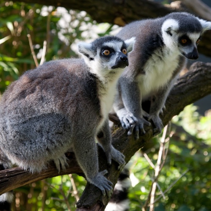 Claudia verzorgt ringstaartmaki’s