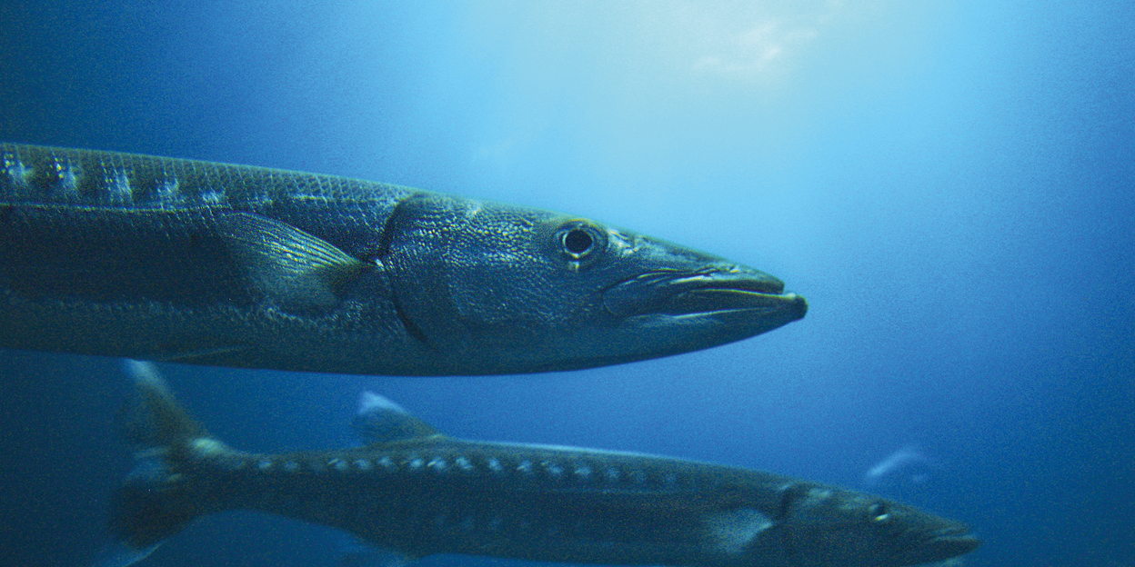 Barracuda’s op reis