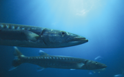 Barracuda’s op reis