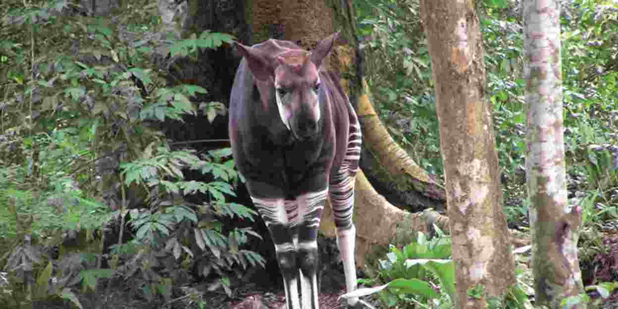 De bedreigde okapi in Congo
