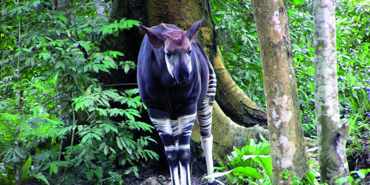 De bedreigde okapi in Congo