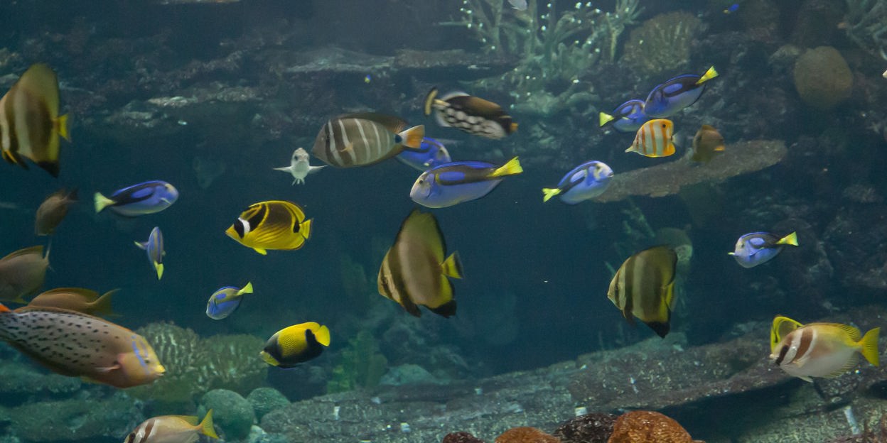 Burgers' Ocean, een kunstmatig ecosysteem