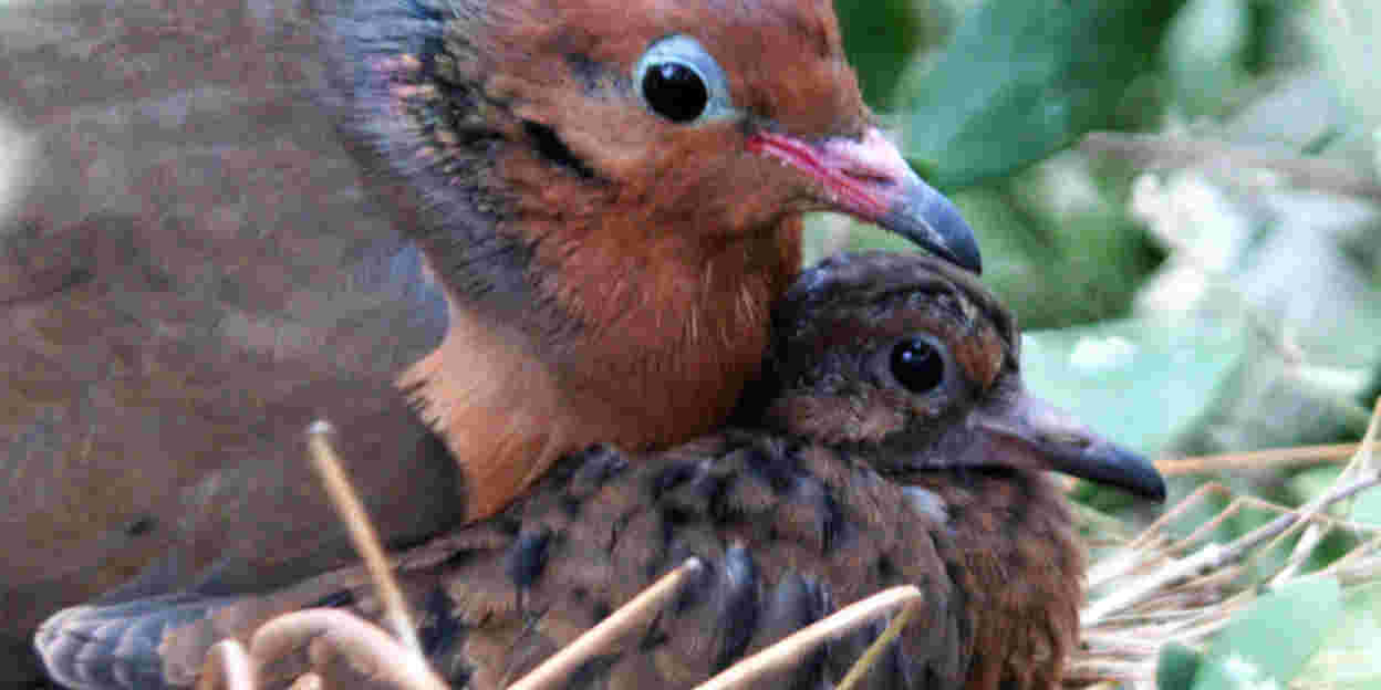 Foster parents