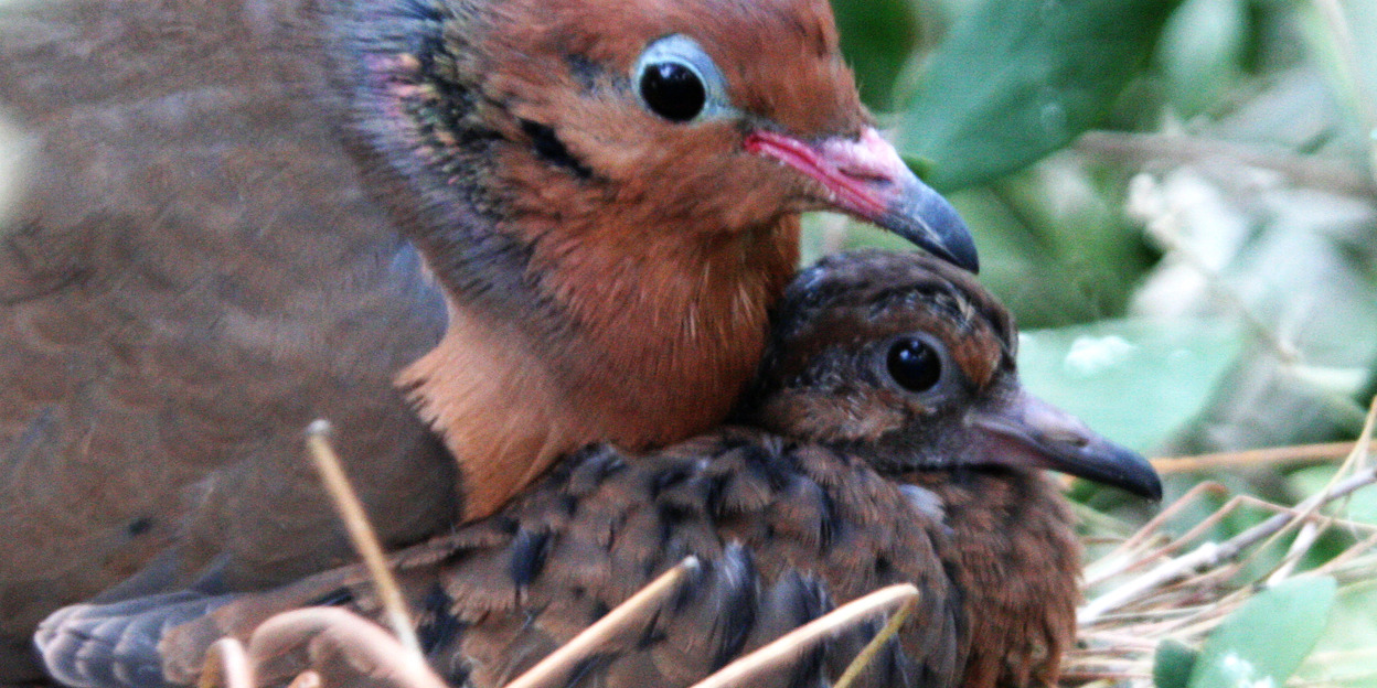 Foster parents