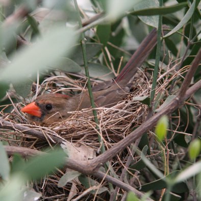 Over de voortplanting
