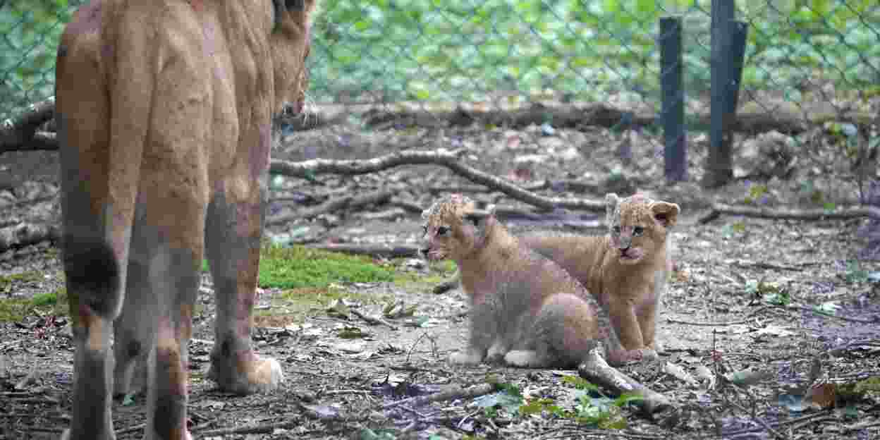 Leeuwenwelpen immuun voor katten- en niesziekte