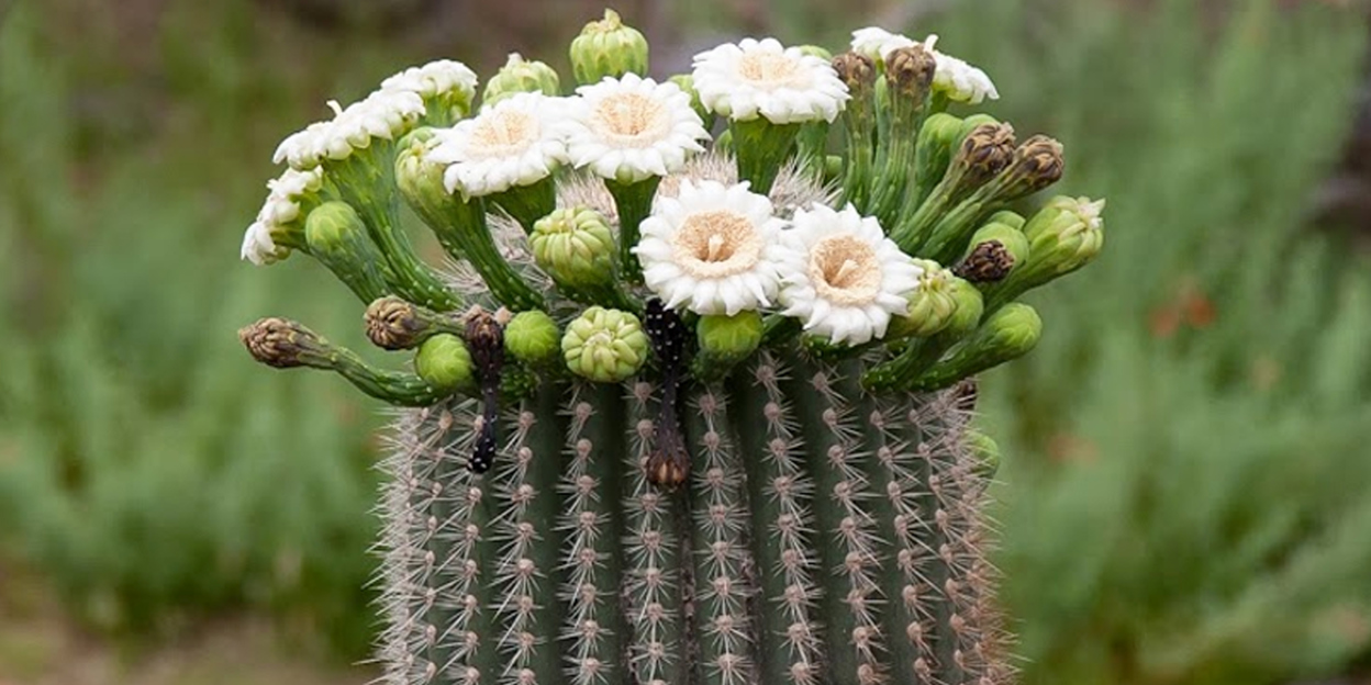 Bloemen aan de top