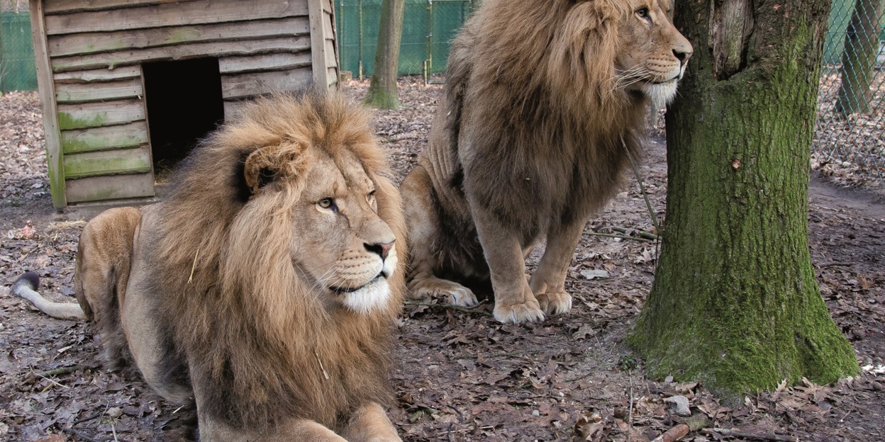 Al meer dan 1000 leeuwen | Burgers' Zoo in Arnhem