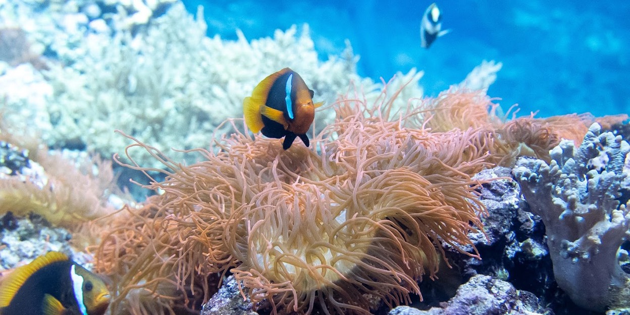 Vis als dierverzorger