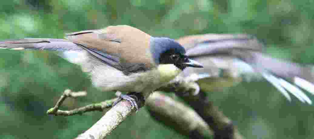 Bescherming van Zuidoost-Aziatische zangvogels