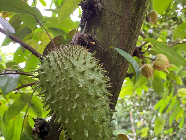 Gebruik door de mens