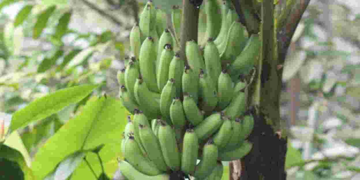 (On)bekend: de bananenplant