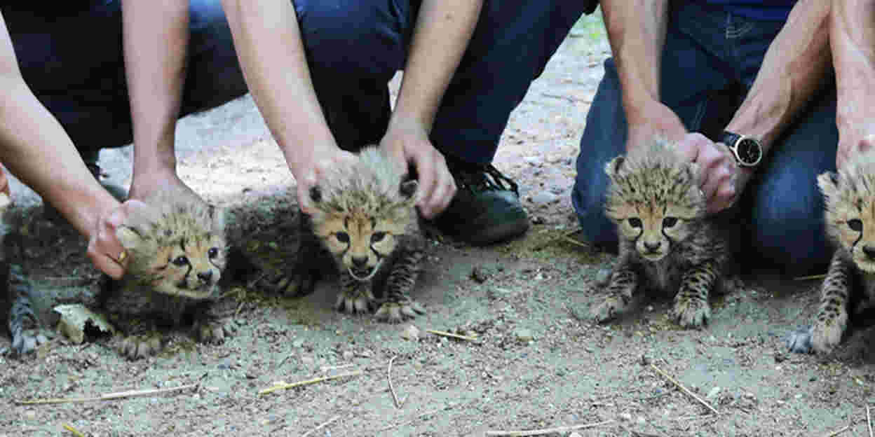 Dierenarts chipt, sekst en ontwormt zeldzame cheetazesling