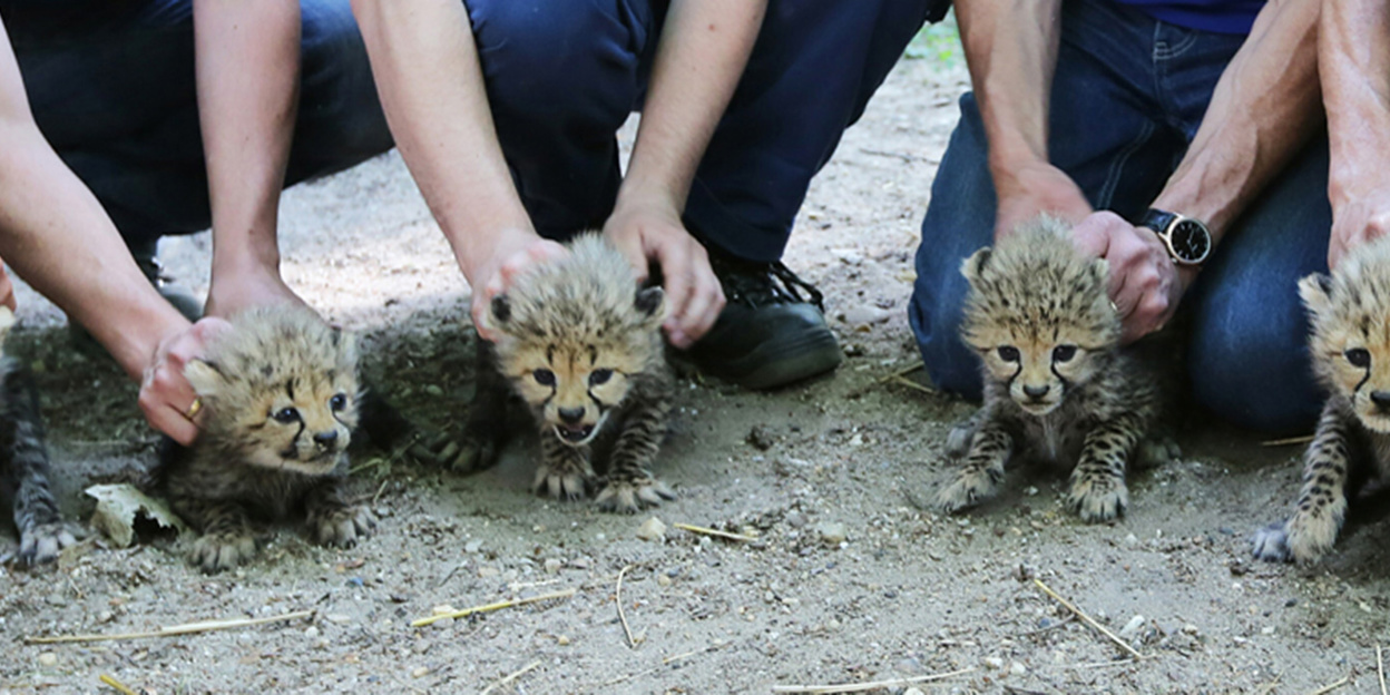 Dierenarts chipt, sekst en ontwormt zeldzame cheetazesling
