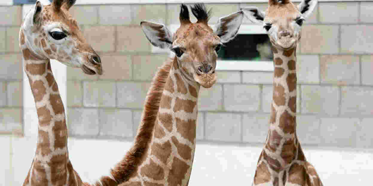 Slaap, girafje, slaap?