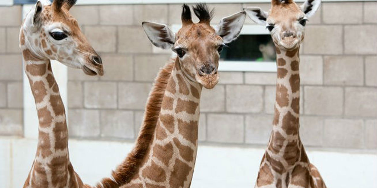 Slaap, girafje, slaap?