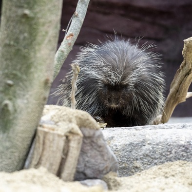 Bedreiging en bescherming 