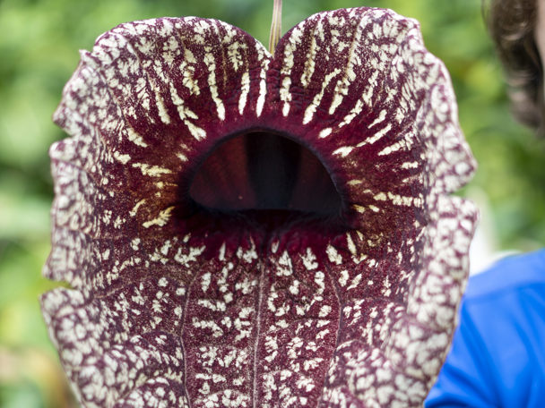 Bijzondere aanpassing aan de leefomgeving