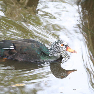Over de voortplanting