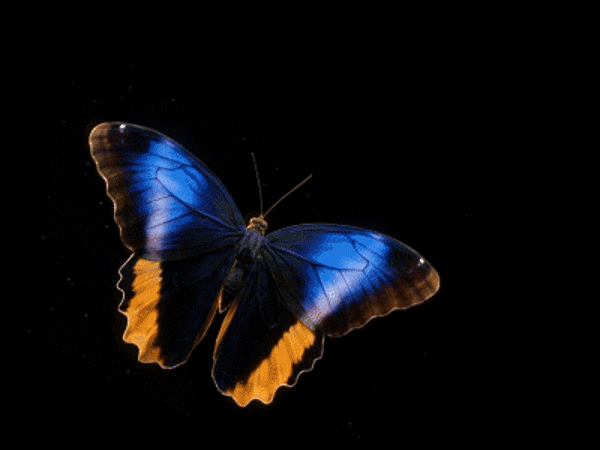 a0608861-7378-4fa8-a869-901db1a9b5e3