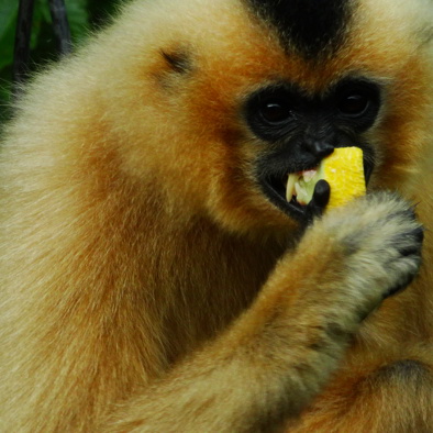 Bedreiging en bescherming