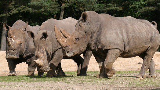 Komst neushoorn impuls Arnhems foksucces