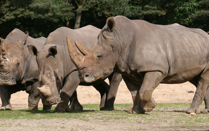 Komst neushoorn impuls Arnhems foksucces