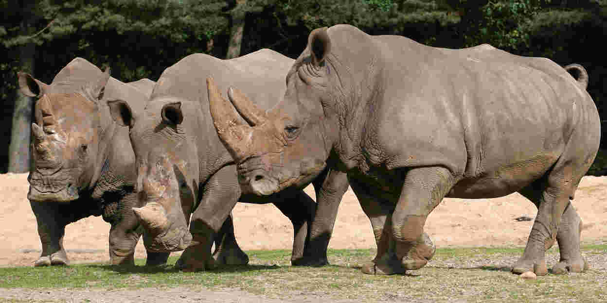 Komst neushoorn impuls Arnhems foksucces