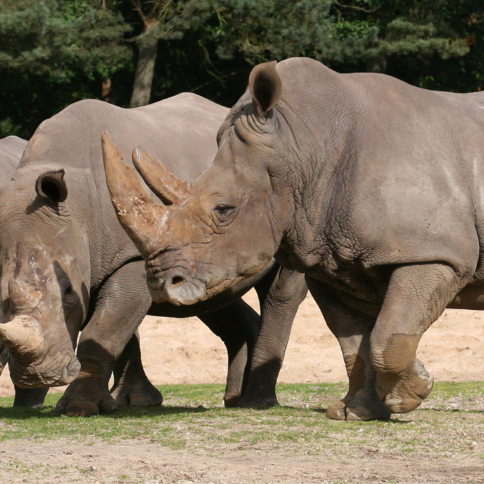 Komst neushoorn impuls Arnhems foksucces