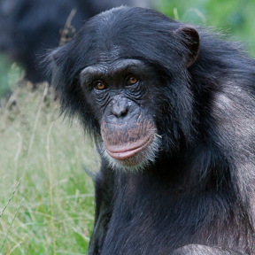 Chimpansee