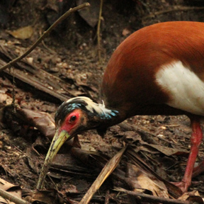 Madagaskar kuifibis