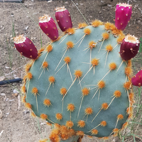 Schijfcactus
