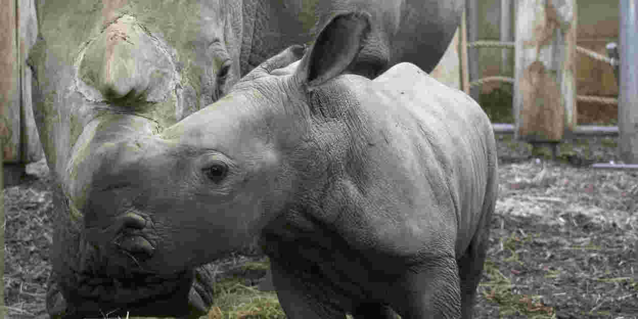 Neushoornjong 13 april voor het eerst op de safarivlakte!