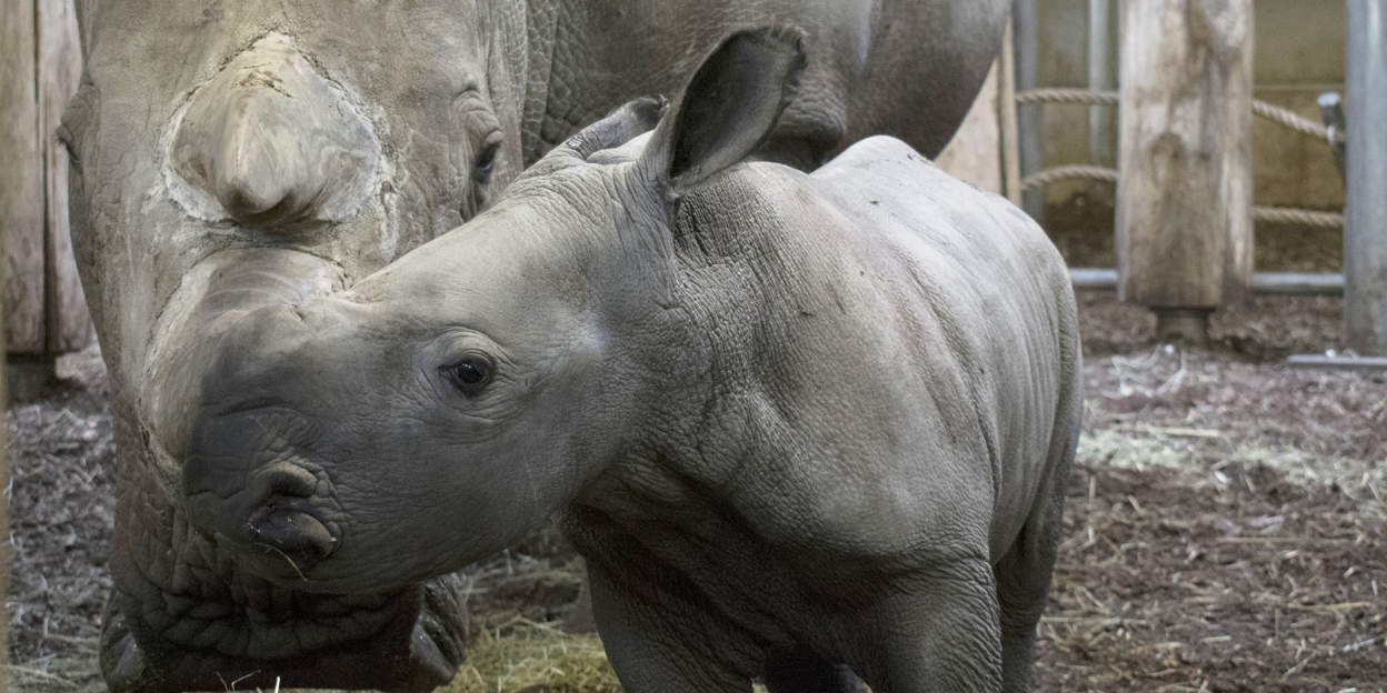 Neushoornjong 13 april voor het eerst op de safarivlakte!