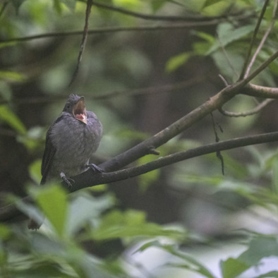 Bedreiging en bescherming