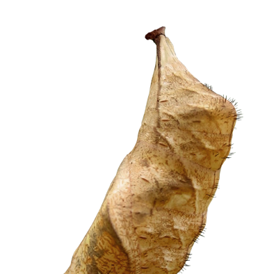 Over de voortplanting