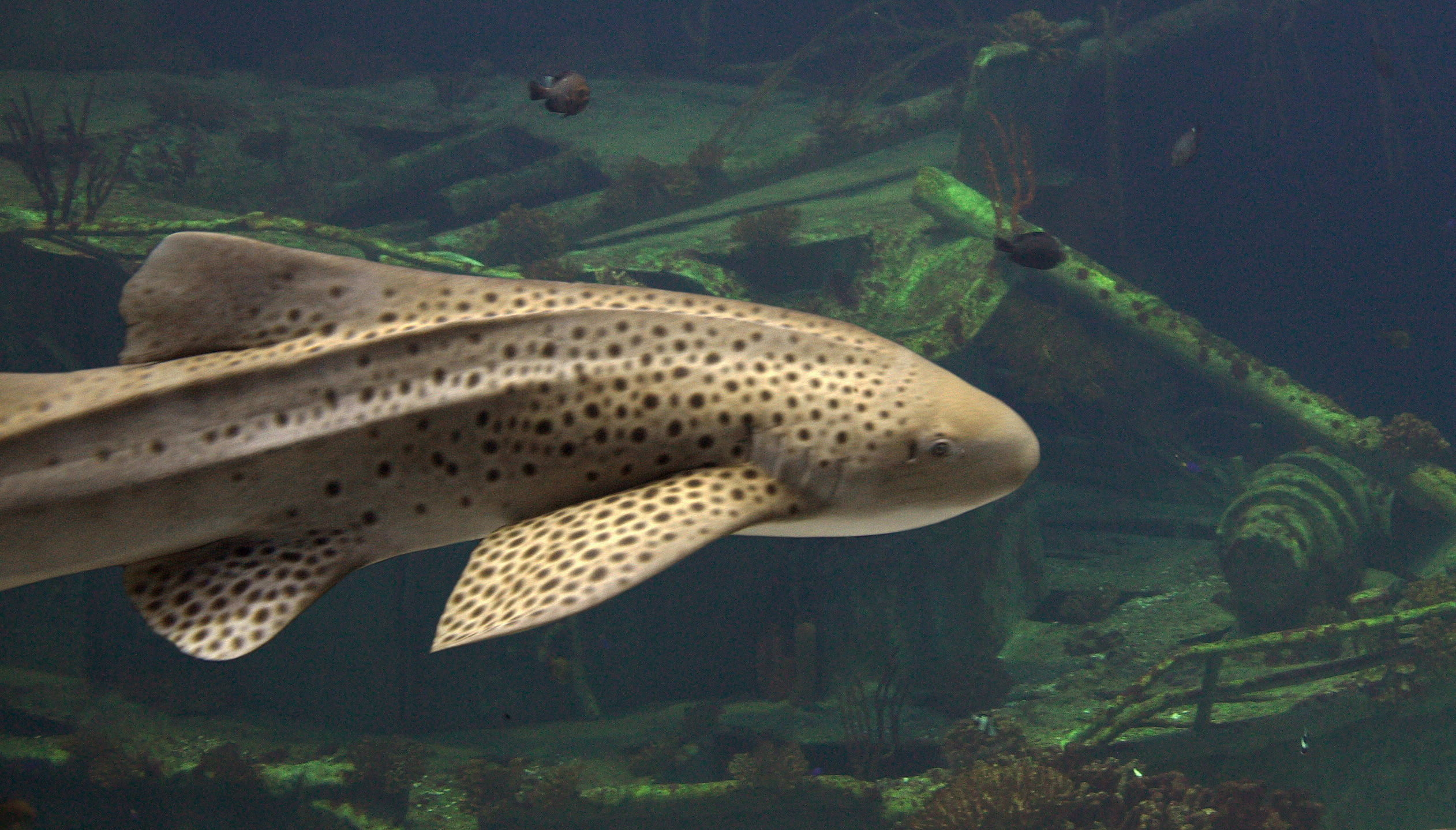 Zo gezond als een vis | Burgers' Zoo in Arnhem