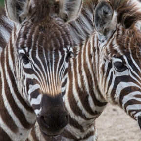 Grantzebra