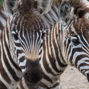 Lees meer over: Grantzebra