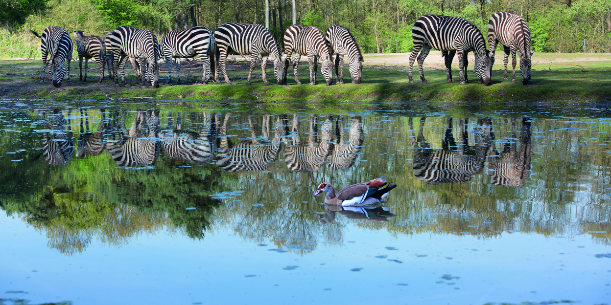 Wilde dieren in de zoo