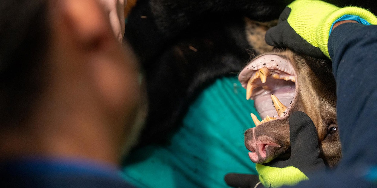 Burgers' Zoo ziet beren op de weg