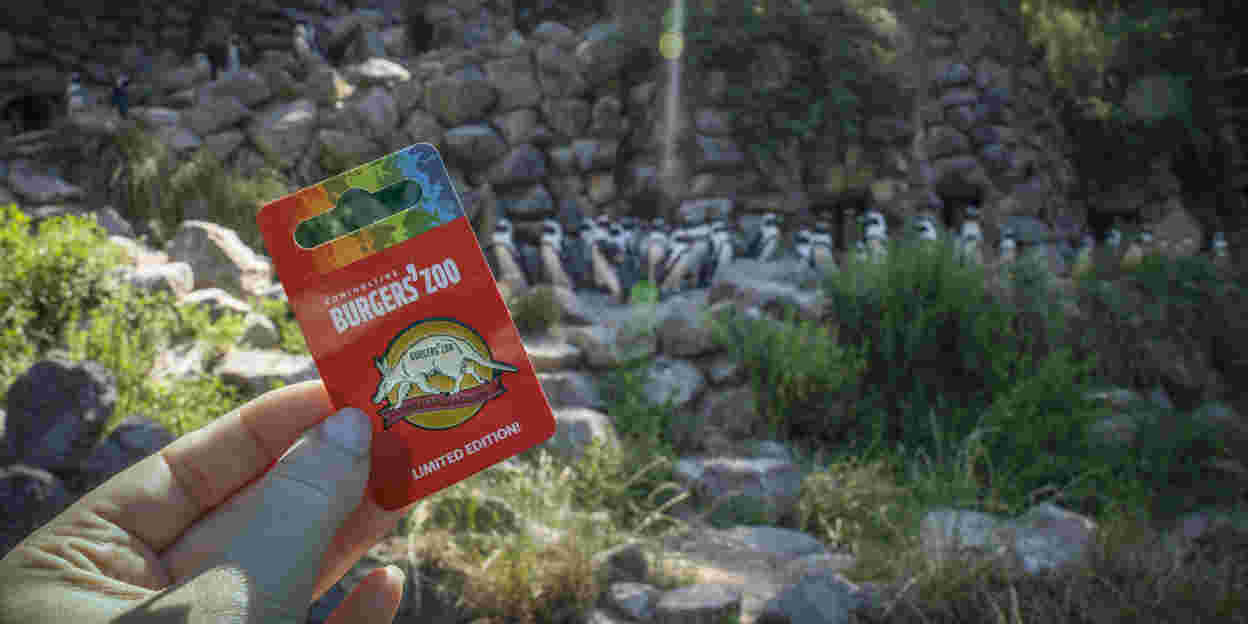 Aardvarken inspireert jubileumspeldje Burgers' Zoo