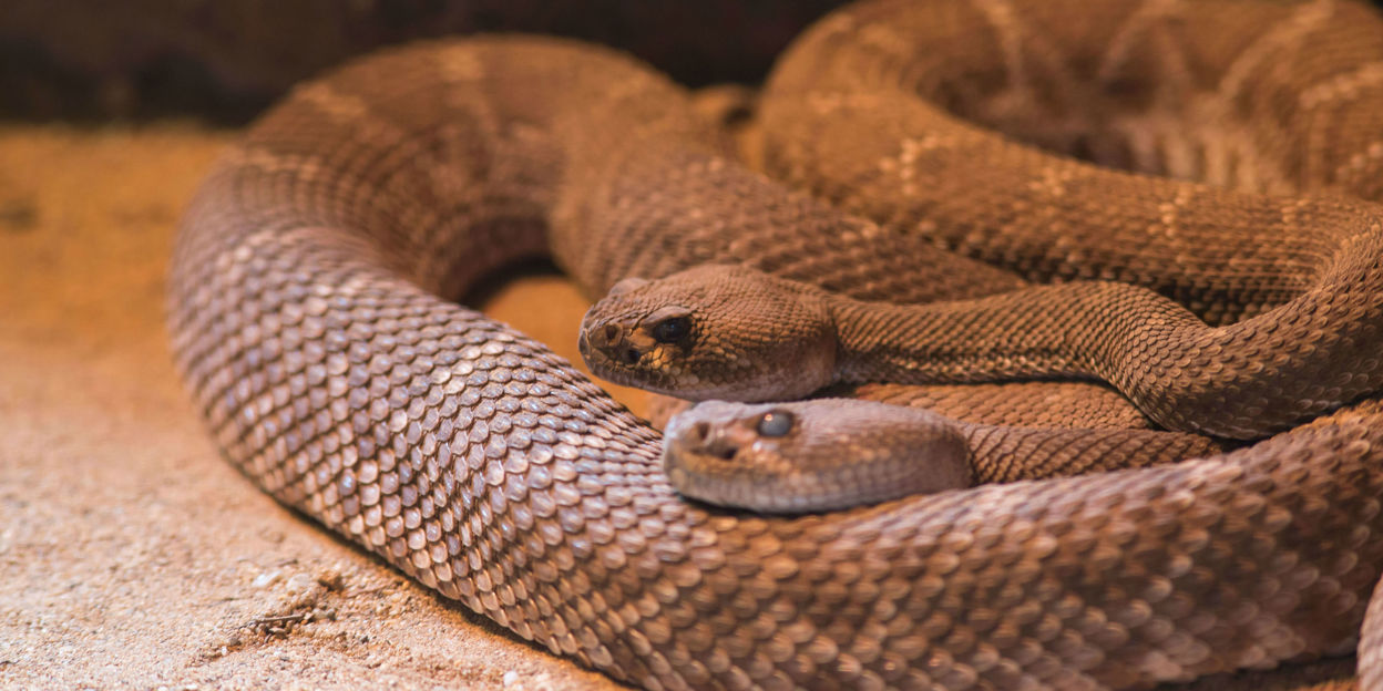 Verzorging van giftige dieren