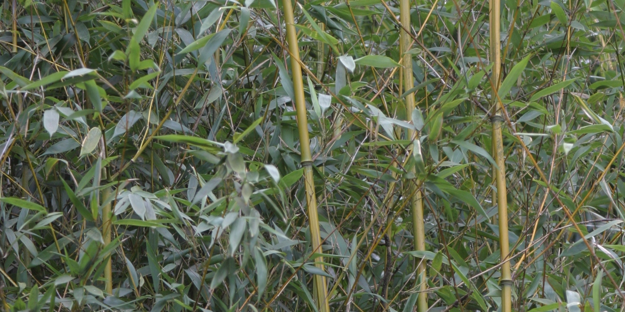 Bamboe