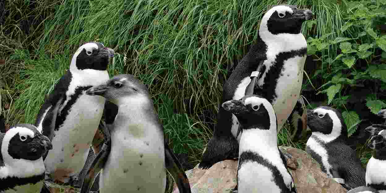 Pinguïns: de verzorging en het transport