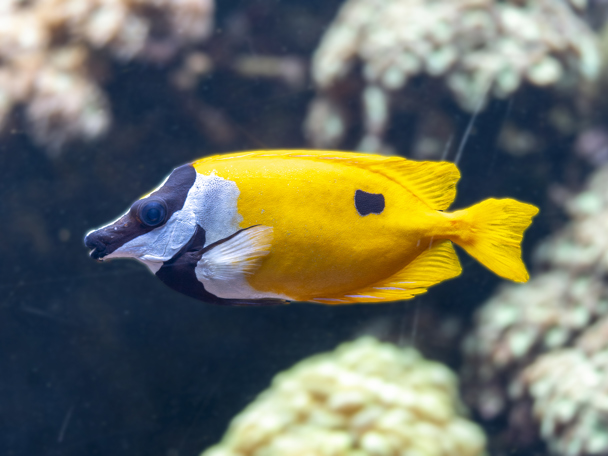 Ocean achter de schermen!