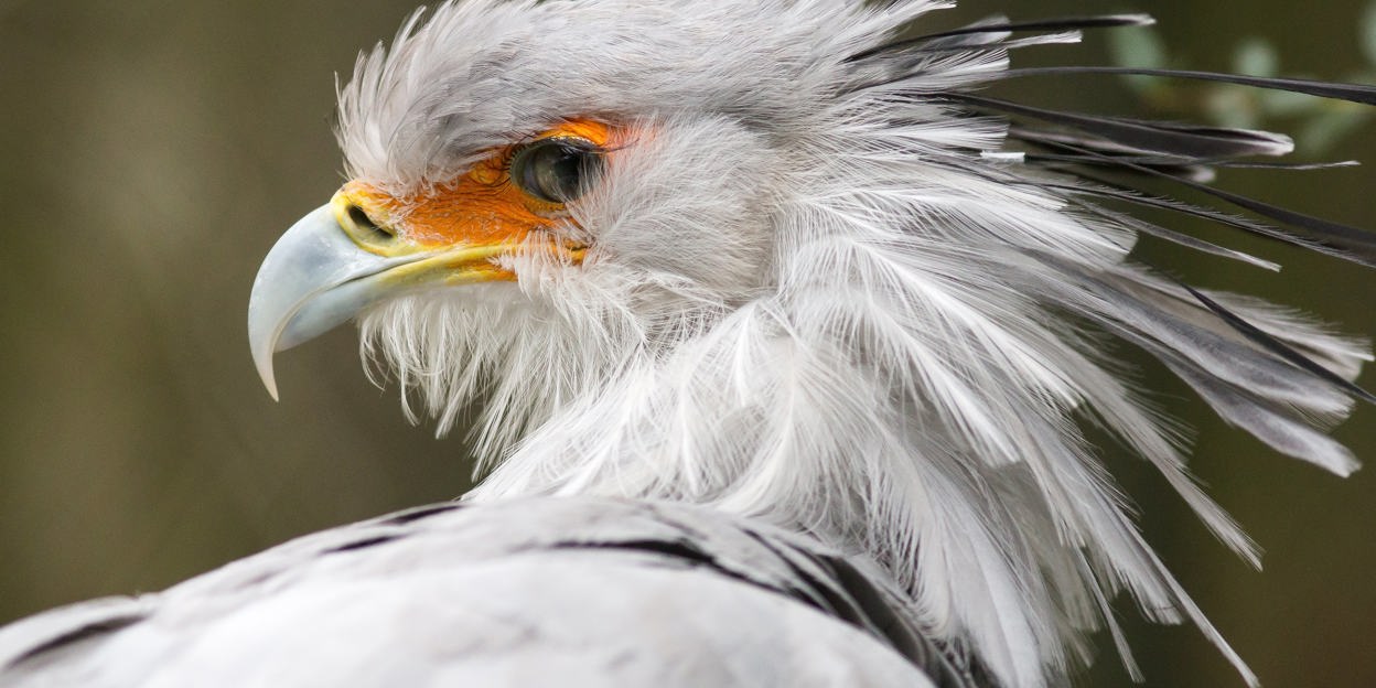 Een raadselachtige slangeneter: de secretarisvogel